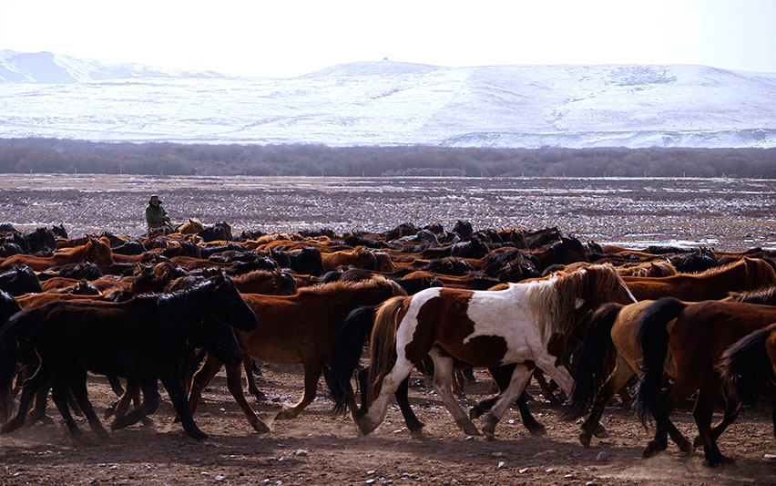 哈萨克斯坦畜牧业图片